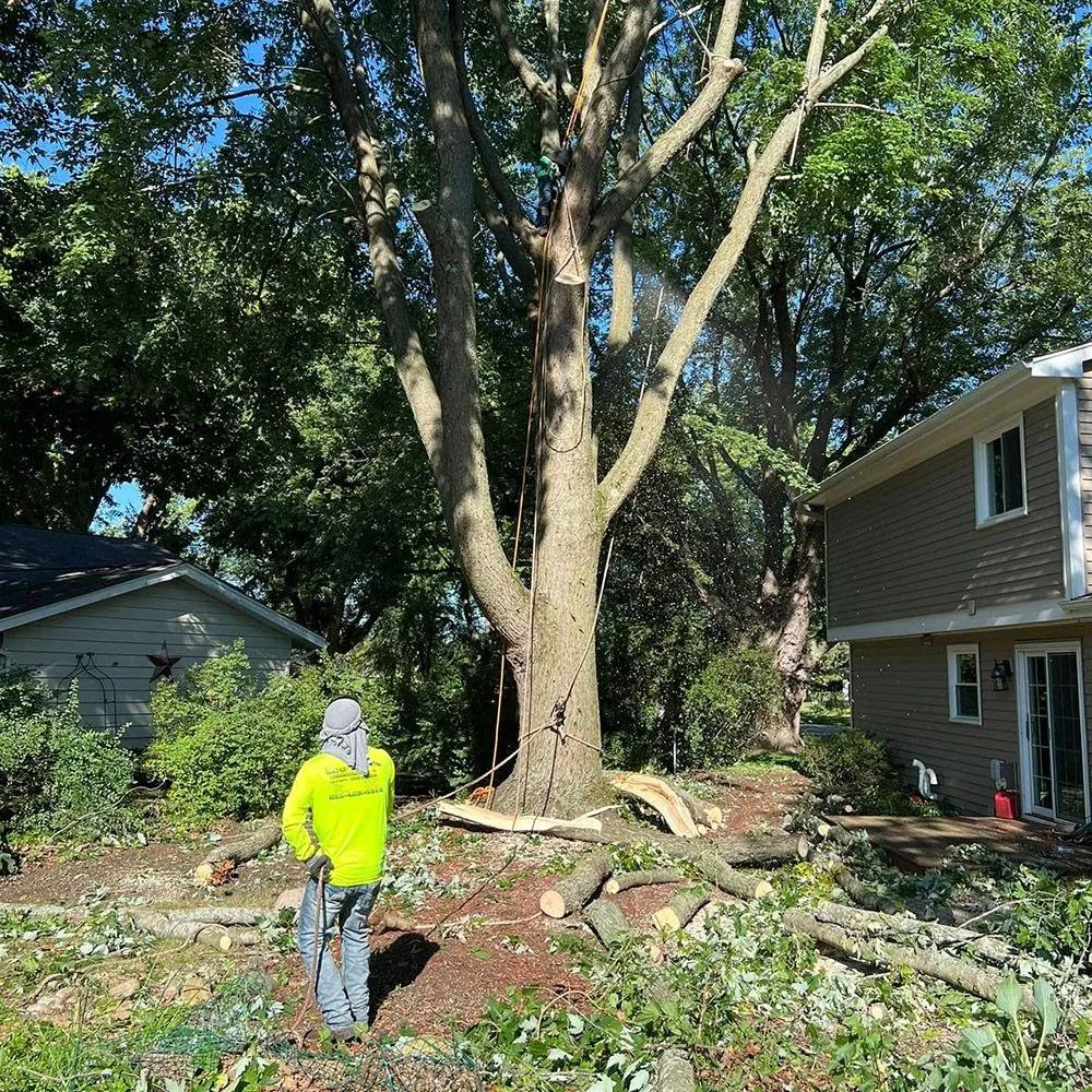 Tree Trimming & Pruning – Woodstock, IL – Leo's Landscaping & Tree Service