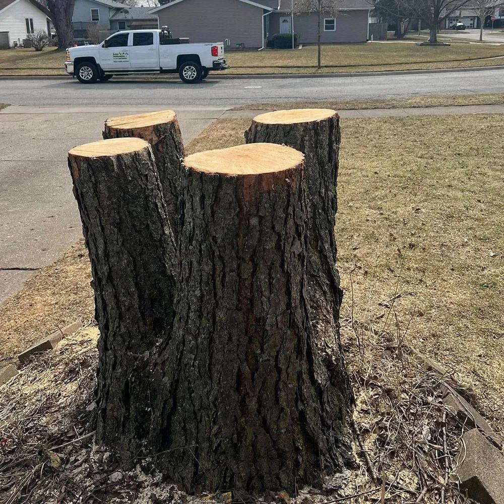 Stump Grinding & Removal – Woodstock, IL – Leo's Landscaping & Tree Service
